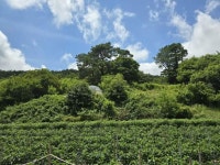 경매마당 공매정보 2024-07531-001의 시세, 권리분석, 상세정보