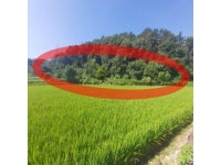 경매마당 공매정보 2024-10207-001의 시세, 권리분석, 상세정보