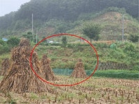 경매마당 공매정보 2024-11110-001의 시세, 권리분석, 상세정보