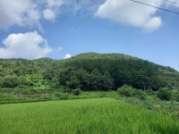 경매마당 공매정보 2025-09163-004의 시세, 권리분석, 상세정보