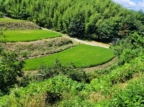 경매마당 경매정보 2024타경4437[2]의 시세, 권리분석, 상세정보