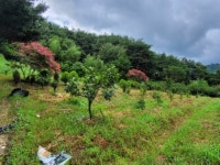 경매마당 경매정보 2024타경36038[3]의 시세, 권리분석, 상세정보