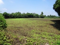 경매마당 경매정보 2024타경6900[1]의 시세, 권리분석, 상세정보