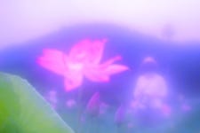 28번_ 오늘, 나는 아름다운 연꽃 길을 걸었다.(16)