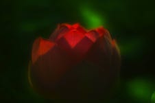 28번_ 오늘, 나는 아름다운 연꽃 길을 걸었다.(16)