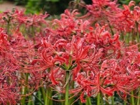 꽃무릇이 남아 있는 상암동 메타세콰이어길, 하늘공원 가을 풍경 - DVDPrime