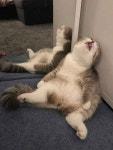 고양이 기분별 수면자세 - DPrime