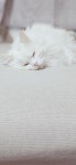 오늘자 흰둥이.jpg - DVDPrime