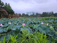 전주여행2, 여름의 덕진공원 예뻐요~ - DVDPrime