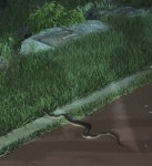 걷다가 뱀 봄.jpg - DVDPrime