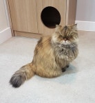 28살 국내 최장수 묘르신 밍키가 고양이별로 떠났네요 - DVDPrime 프라임차한잔 게시판