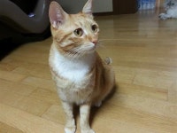 [사진] 어느 고양이의 죽음 - DVDPrime 프라임차한잔 게시판