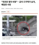 약혐)도로에서 사슴 사냥하는 홋카이도 불곰.mp4 - 세리에매니아