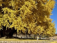 [더쿠 펌] 식물갤러가 찍은 원주 반계리 은행나무.jpg - 세리에매니아