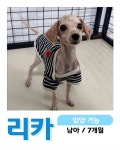 펫샵에 방치된 강아지들 - 세리에매니아 자유게시판 게시판