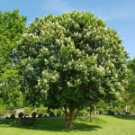 칠엽수(七葉樹), 마로니에 < 전문가 칼럼 < SPECIAL < 기사본문 - 엠디저널 칠엽수(七葉樹), 마로니에