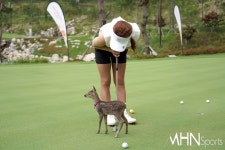 [mhn포토] 메디피움 레이디스 매치플레이 예선전에 나타난 노루 < 포토뉴스 < 골프 < 스포츠 < 기사본문 - MHN / 엠에이치앤 [mhn포토] 메디피움... 