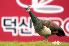 1번홀 주인공 공작 < 골프 < 스포츠 < 기사본문 - MHN / 엠에이치앤 [mhn포토] 덕신EPC 서울 경제 4라운드 1번홀 주인공 공작 - MHN / 엠에이치앤