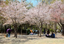 올봄, 벚꽃 속에서 인생샷! 꼭 가봐야 할 서울 벚꽃 명소 5 < 여행/레저 < 생활/문화 < 뉴스 < 기사본문 - MHN / 엠에이치앤 올봄, 벚꽃 속에서... 