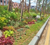 위례성대로 중앙분리대에 송파구 상징 소나무 숲 조성