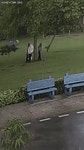 [약혐] 큰 나무 밑에서 비 피하지 마세요 | 중고악기 뮬