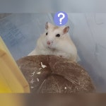 옛날부터 궁금했던 것인데요 (커스텀 관련) | 중고악기 뮬