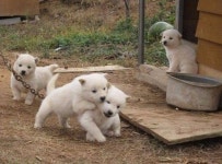 흔한 시골의 응가견. | 중고악기 뮬
