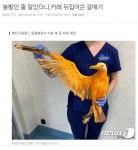 실제 봉황? | 중고악기 뮬