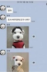 고양이/강아지 와 카톡할수있다면 | 중고악기 뮬