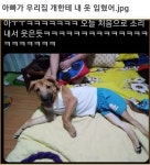 아빠가 우리집 개한테 내 옷 입혔어 ㄷㄷ | 중고악기 뮬