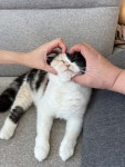 고양이 자랑 | 중고악기 뮬
