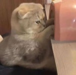 삐진 고양이 | 중고악기 뮬