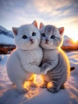 너무 귀여운 아기냥이 ^^ | 중고악기 뮬
