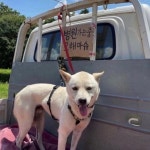 개장수로 오해받을까봐 적어놨음 | 중고악기 뮬