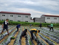 수원시 권선구 평동 새마을협의회, 사랑의 김장배추 심기 행사 < 경기... 내외일보 수원시 권선구 평동 새마을협의회, 사랑의 김장배추 심기 행사