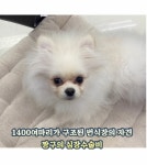 배우 박수연, 유기견 보호소 도로시지켜줄개 병원비 후원 공구진행... 배우 박수연, 유기견 보호소 도로시지켜줄개 병원비 후원 공구진행 - 내외일보