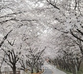 세종시, 부용리 벗꽃 십리길을 찾아 . . . . < 포토영상 < 기사본문 - 내외일보 세종시, 부용리 벗꽃 십리길을 찾아 . . . . - 내외일보
