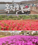 옥정호 붕어섬 생태공원 봄꽃잔치 인기 절정 < 전주/전북 < 전국 < 기사본문 - 내외일보 옥정호 붕어섬 생태공원 봄꽃잔치 인기 절정 - 내외일보
