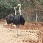 광주광역시 우치동물원, 7년만에 타조부부 ‘새 둥지’ < 광주/전남 < 전국 < 기사본문 - 내외일보 광주광역시 우치동물원, 7년만에 타조부부 ‘새... 