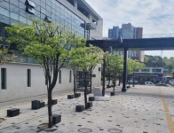 금산다락원 이팝나무 수세회복 작업으로 건강한 녹지 조성 < 충남 < 전국 < 기사본문 - 내외일보 금산다락원 이팝나무 수세회복 작업으로 건강한... 