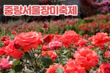 서울에 이런 곳이? 2024 중랑 서울장미축제, 황홀한 아름다움 일정은?