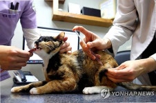 반려동물 병원 마약류 사용량 3년 새 37% 폭증…불법 유출 차단 구멍 숭숭