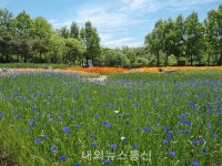 강동구, 허브천문공원으로 꽃놀이 오세요~! < 서울 < 전국 < 기사본문 - 내외뉴스통신 강동구, 허브천문공원으로 꽃놀이 오세요~!