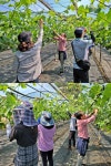 영동군 공무원들, 농촌일손돕기 나서...농심 달래는 ‘따뜻한 손길’ < 충북 < 전국 < 기사본문 - 내외뉴스통신 영동군 공무원들, 농촌일손돕기... 