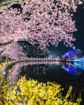 벚꽃 명소 교동 연화지, 2주간 18만여 명 다녀가 < 경북 < 전국 < 기사본문 - 내외뉴스통신 벚꽃 명소 교동 연화지, 2주간 18만여 명 다녀가