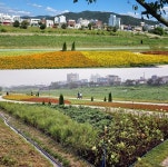 꿀잼 도시 청주 곳곳, 가을 꽃 향기 가득 < 충북 < 전국 < 기사본문 - 내외뉴스통신 꿀잼 도시 청주 곳곳, 가을 꽃 향기 가득
