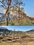 청주시, 여유롭고 건강한 삶 위한 ‘사계절 푸른도시 만들기’ 박차 < 충북 < 전국 < 기사본문 - 내외뉴스통신 청주시, 여유롭고 건강한 삶 위한... 
