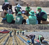 영동군 상촌면 새마을지도자회·부녀회, ‘사랑의 감자심기’ 행사 진행 < 충북 < 전국 < 기사본문 - 내외뉴스통신 영동군 상촌면 새마을지도자회... 