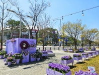 고양국제박람회재단, ‘보라빛 화훼 포토존’ 조성 < 사회 < 기사본문 - 내외뉴스통신 고양국제박람회재단, ‘보라빛 화훼 포토존’ 조성