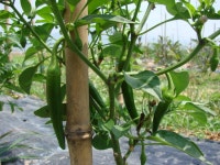 주말농장에 먹거리가 풍성~~^^ < 사는이야기 < 문화/스포츠 < 기사본문 - 뉴스사천 주말농장에 먹거리가 풍성~~^^